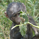 Yellow Baboon