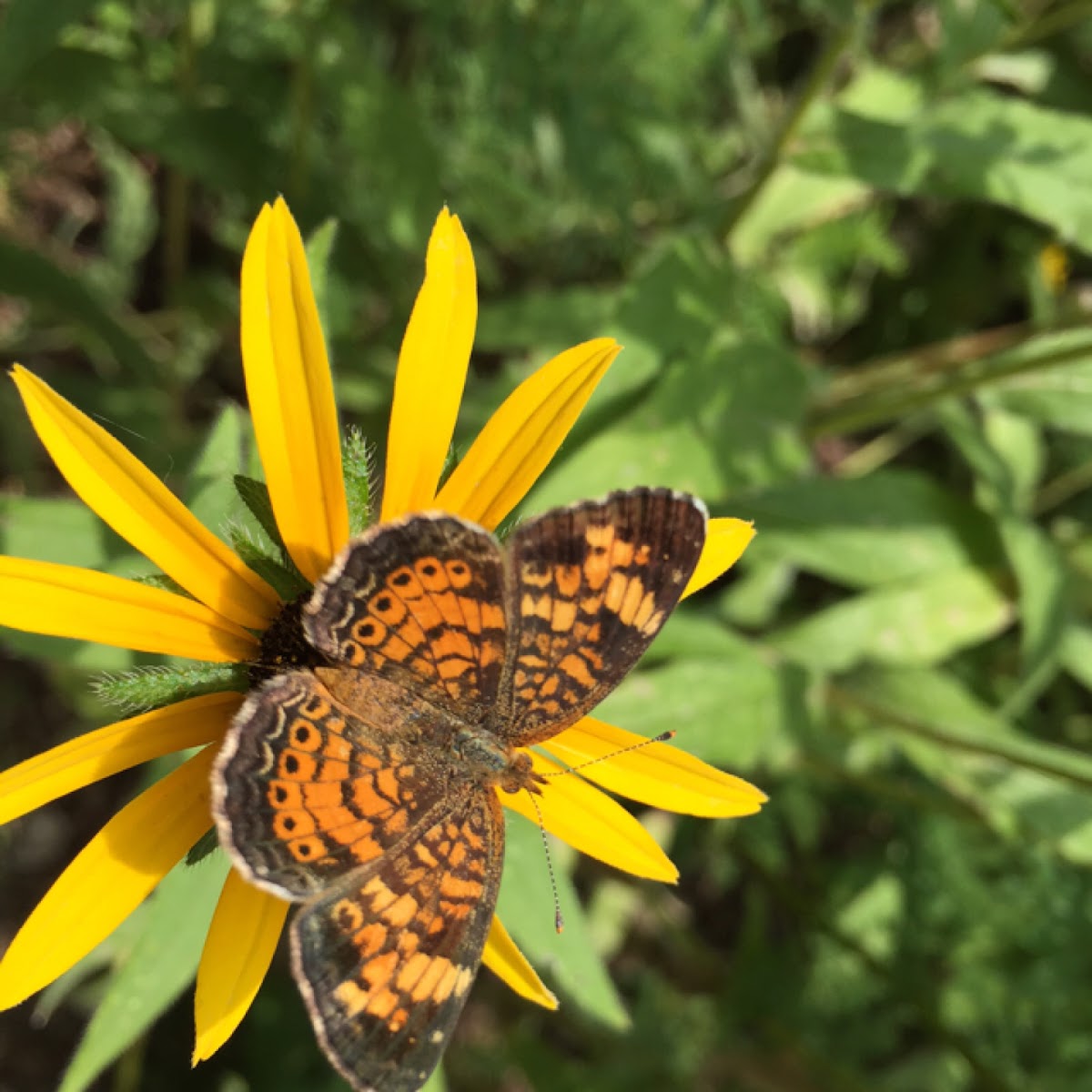 Pearl crescent