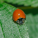 Joaninha-Vermelha / Unspotted Ladybird Beetle