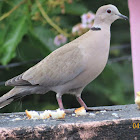 Eurasian Collared Dove