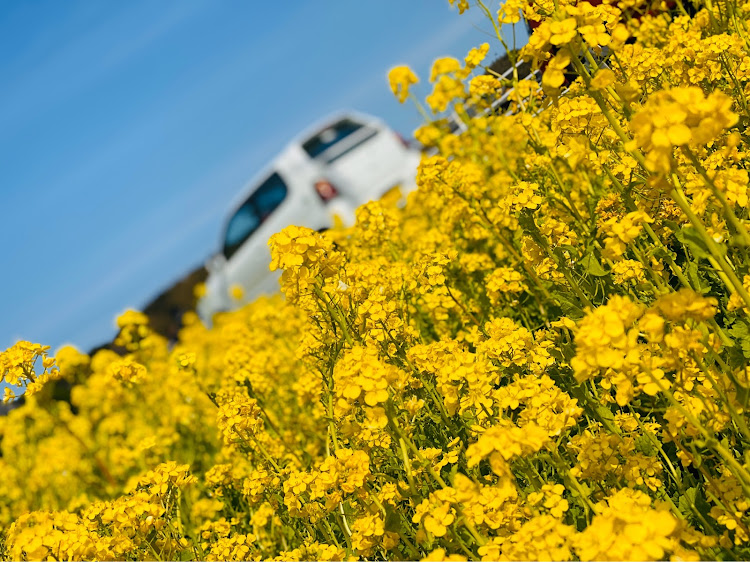 アルトワークスの菜の花畑・志賀島へドライブ・ゼブラコラボ・志賀フォル・HA21S&HA12Sに関するカスタム事例の投稿画像4枚目