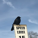 American crow