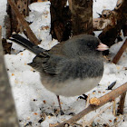 Dark-eyed Junco