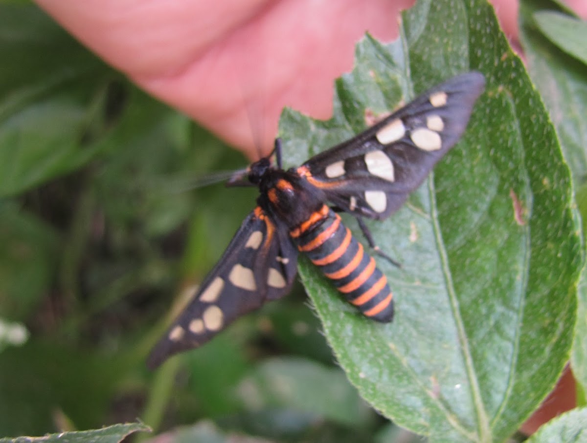 Indian Wasp Moth