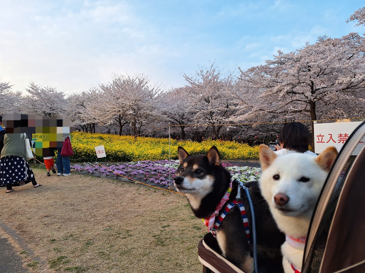 ハイエースワゴンのサクラと愛車・赤城南面千本桜に関するカスタム事例の投稿画像5枚目