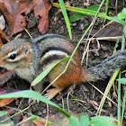 Eastern chipmunk