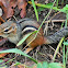 Eastern chipmunk