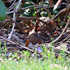 Eastern Towhee