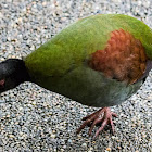 Crested Wood Partridge