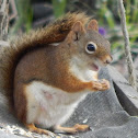 Red Squirrel