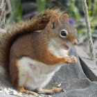 Red Squirrel