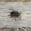 Bald-faced Hornet