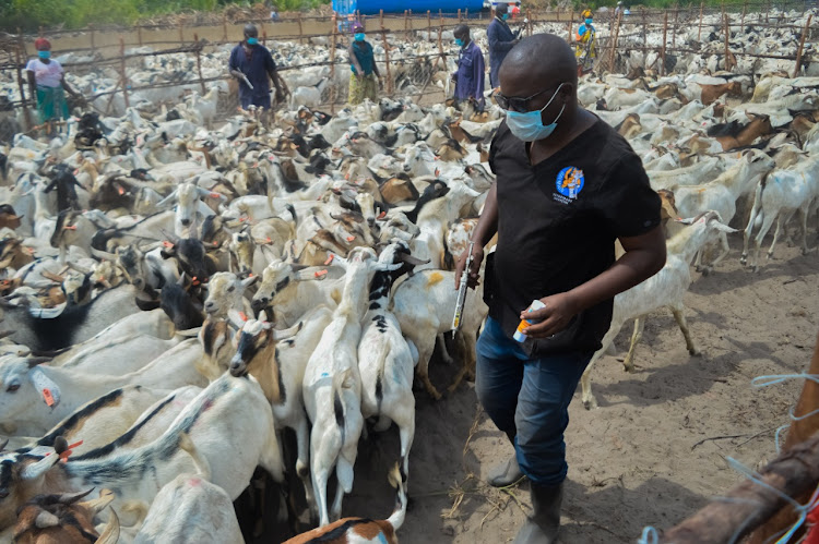 Veterinary doctors administer multi-vitamin jabs on goats at the pre-quarantine facility in Lamu before export to Oman.