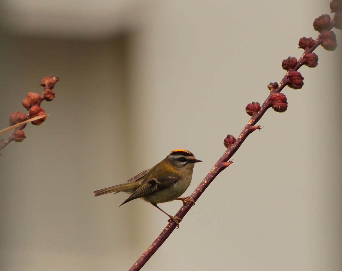 Firecrest