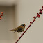 Firecrest