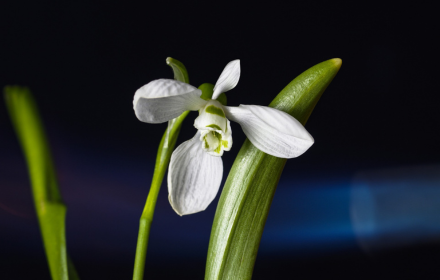 White petals small promo image