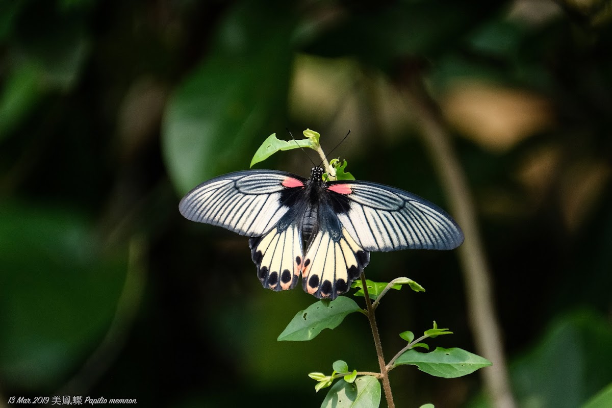 Papilio memnon 美鳳蝶