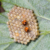 Shield Bug Nymphs