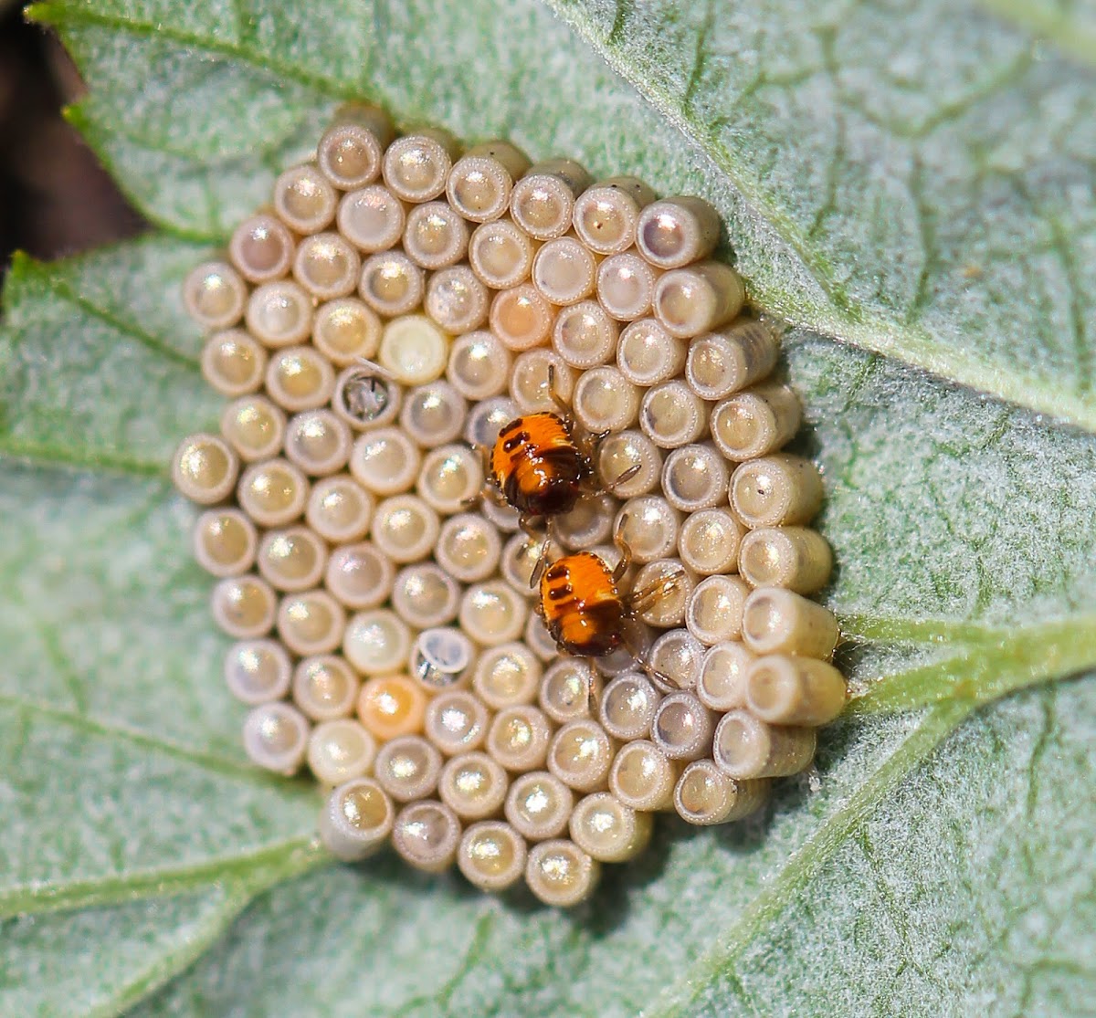 Shield Bug Nymphs