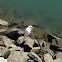 Snowy egret