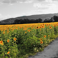 -Campagne Fiorite- di 