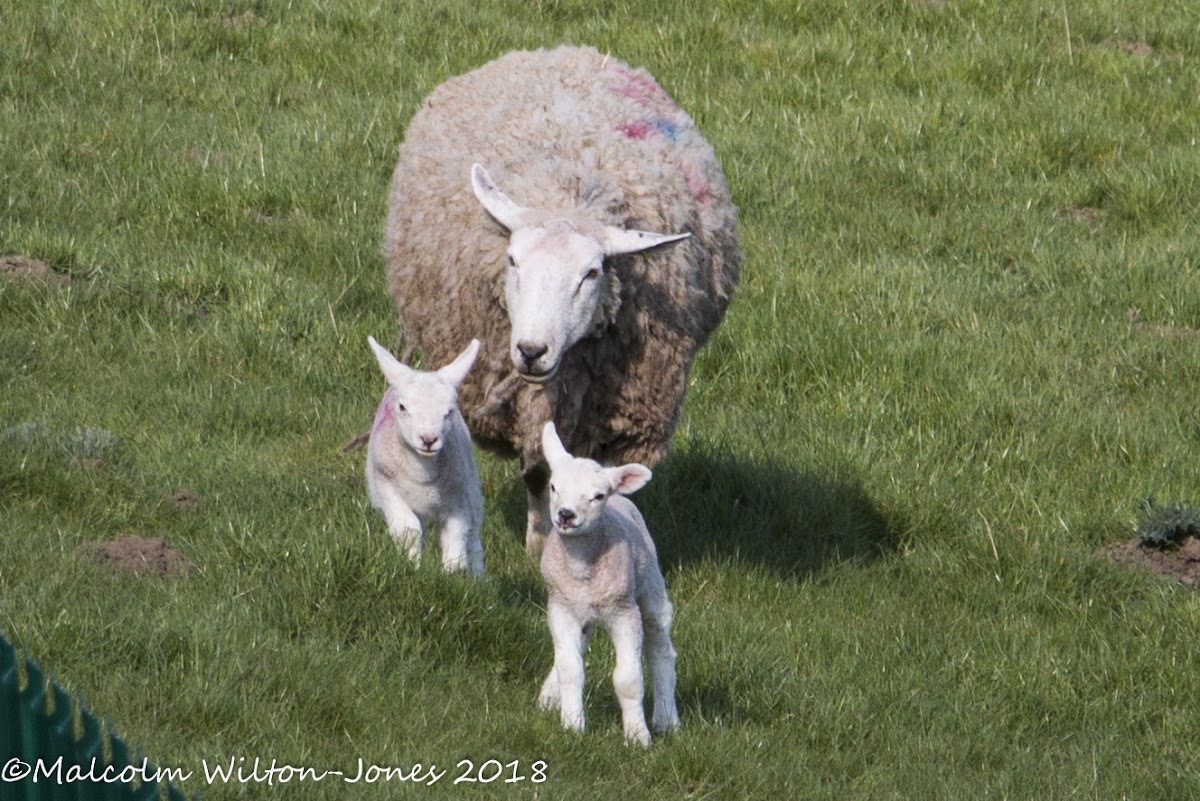 Sheep and lambs