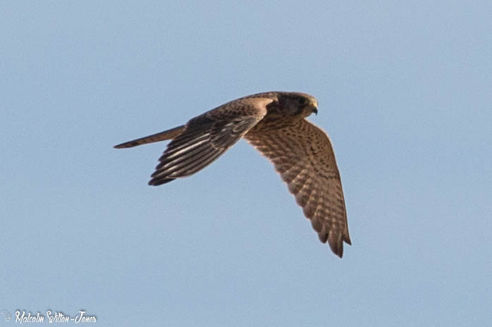 Kestrel