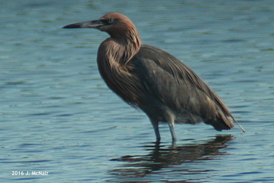 Reddish Egret