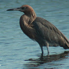 Reddish Egret