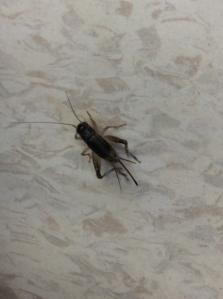 Field Cricket