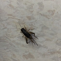 Field Cricket