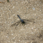 Eastern Pondhawk Dragonfly