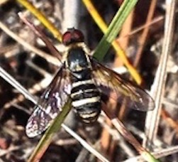 Bee Fly