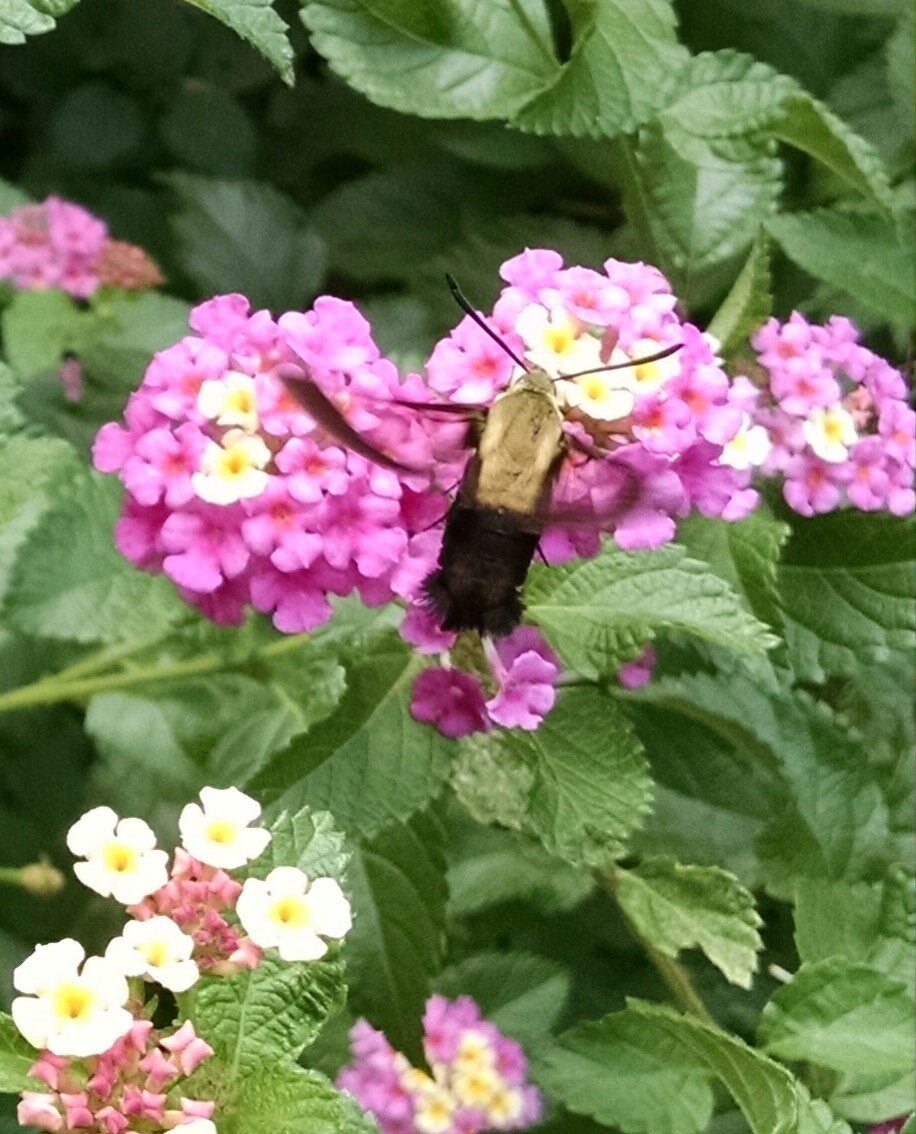 Hummingbird moth - Snowberry Clearwing ?