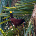 Montezuma Oropendola