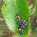 Asian ladybird beetle.