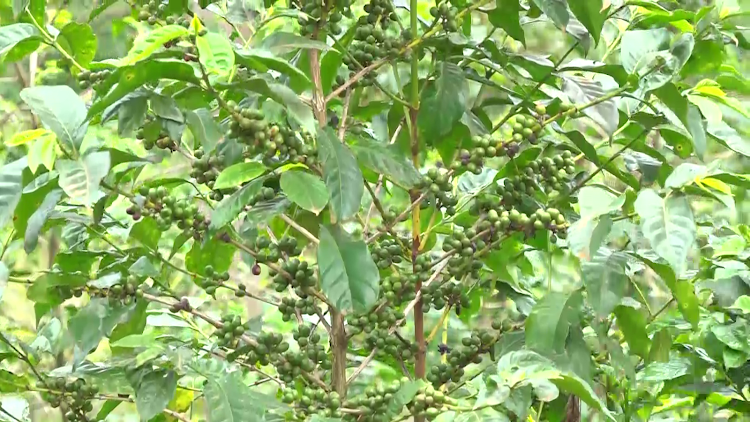 A coffee tree in a farm in Kamacharia, Mathioya, Murang'a.