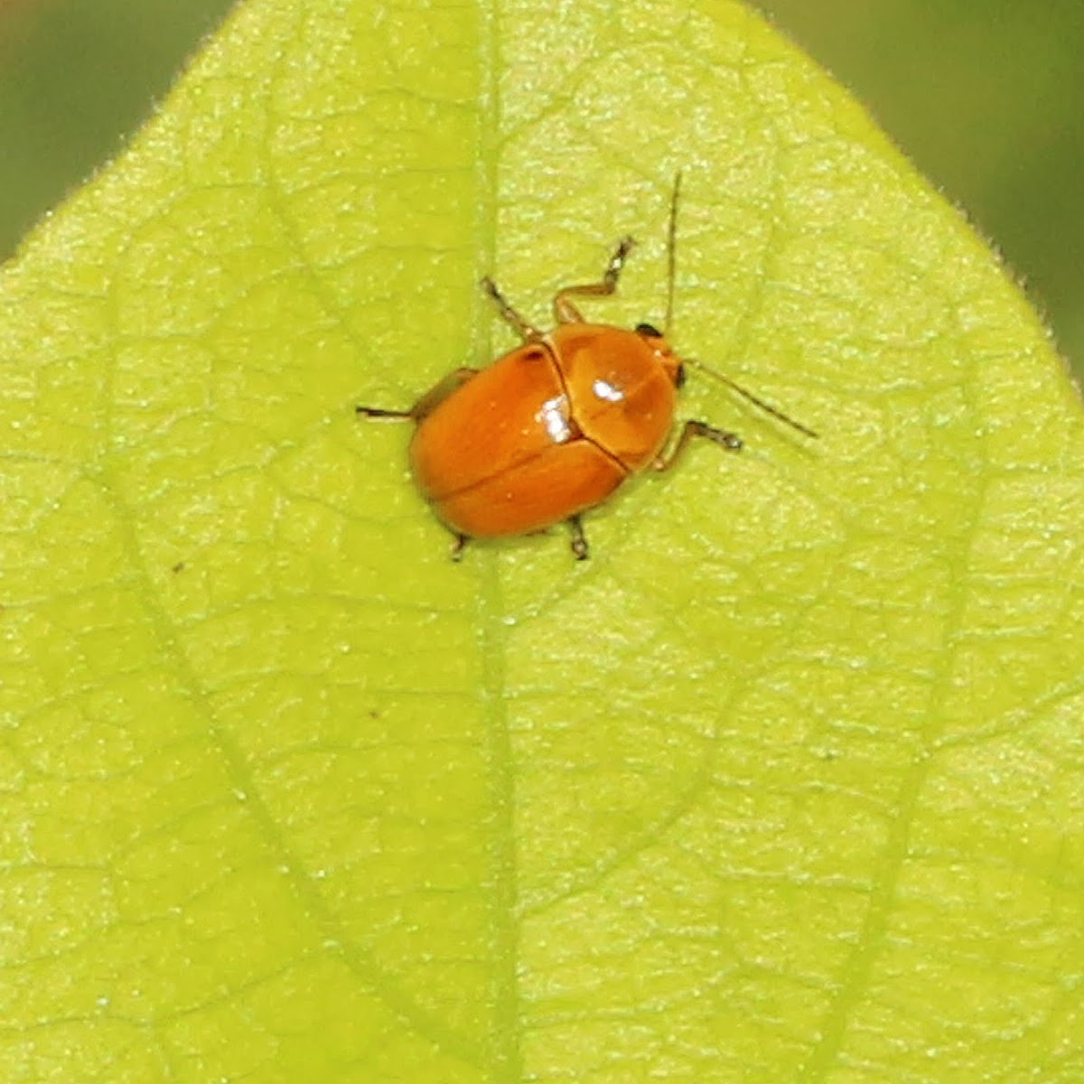 Flea Beetle