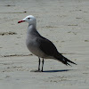 Heermann's Gull