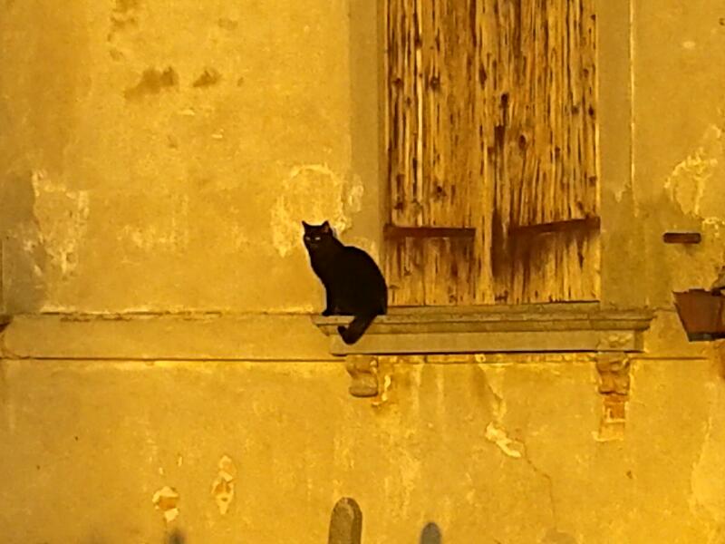 il gatto  di Mos