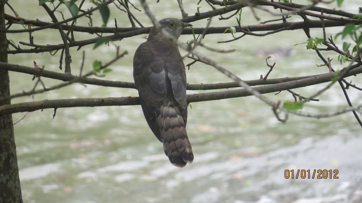 Common Hawk Cuckoo