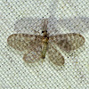 Pleasing Lacewings (Dilaridae)