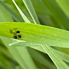 Aphids