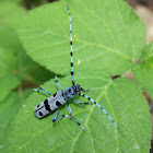 Alpine Longhorn Beetle