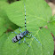 Alpine Longhorn Beetle