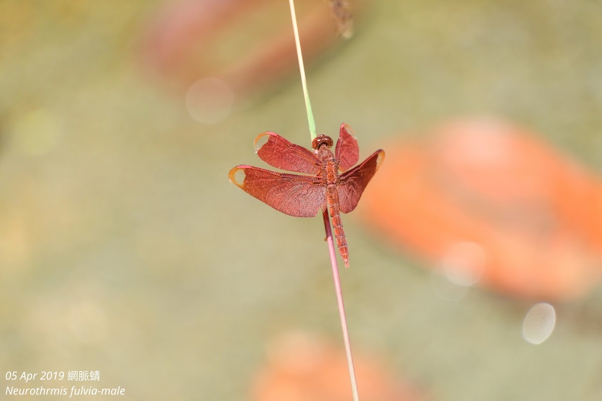 Neurothrmis fulvia-male 網脈蜻