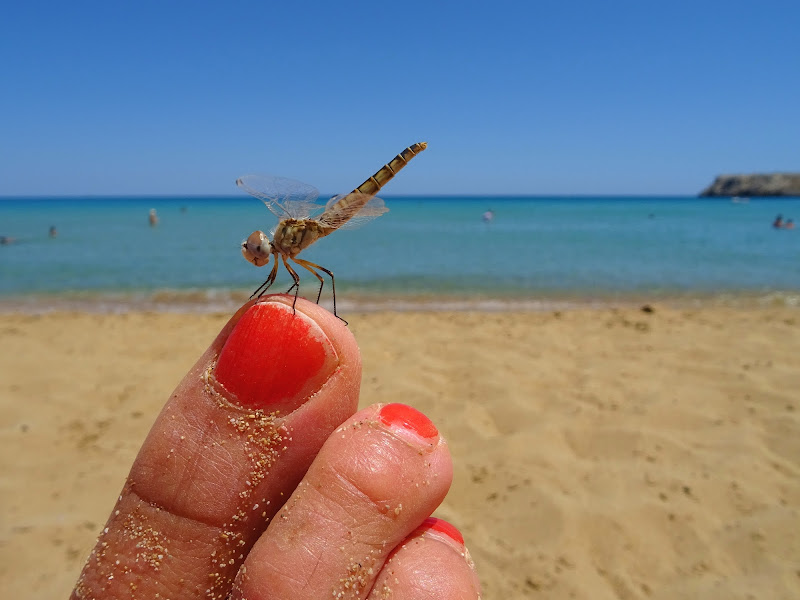 Demoiselles à la mer di leonardix