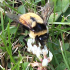 rusty patched bumblebee