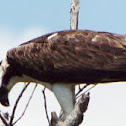 Osprey