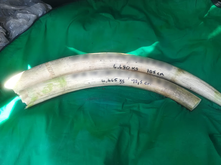 Two of the four elephant tusks seized from two men in Durban by the Hawks and Durban serious crime unit on Monday.